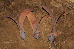 Dipterocarpus indicus